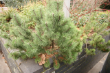 Pinus mugo RCP1-2019 (266).JPG